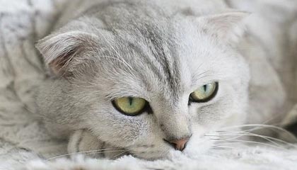 开云全站-“詹姆斯30+10，火热话题引发网友热议”，詹姆斯03到10战绩